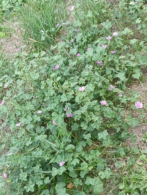 Malva