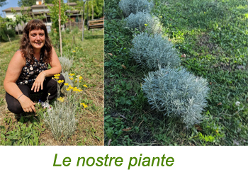 le nostre piante